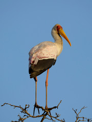 Kruger National Park South Africa wildlife birds yellow billed stork