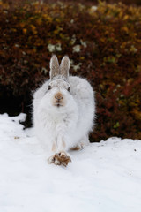 whte mountain hare © jamie