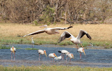 africa Botswana Okavango  delta , pelicans and yellow billed storks on lagoon