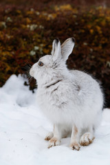 whte mountain hare © jamie