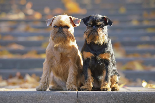 Brussels Griffon dogs (Griffon Bruxellois and Griffon Belge) sitting together on the steps with fallen maple leaves in autumn