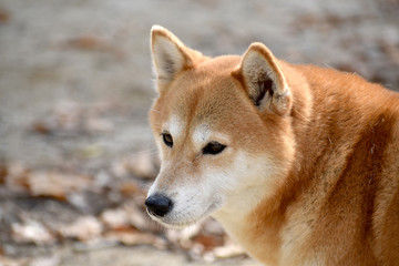 柴犬・見つめる