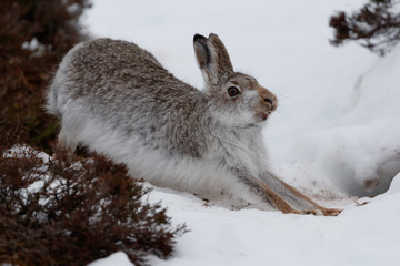 whte mountain hare