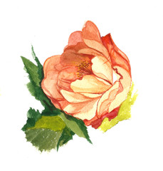 Watercolor painting of one red rose