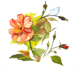 Watercolor painting of red roses branch