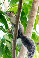 ardilla