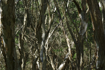 Fototapeta premium Close up view of tree branches