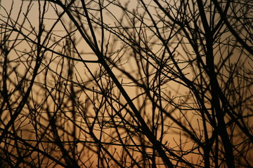 silhouette of a tree