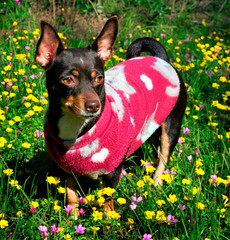 Pet on flowered field