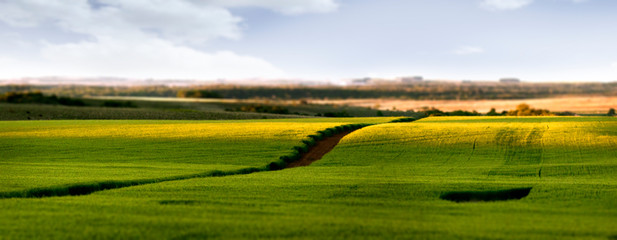 Fototapeta premium Landscape plantation