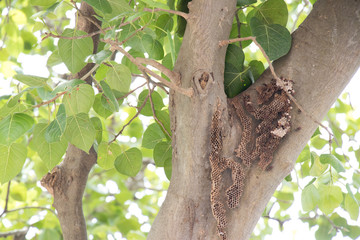Brown hexagon honeycomb with bee on tree branch background