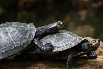 Two turtles taking a sunbath