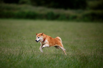 野原の柴犬