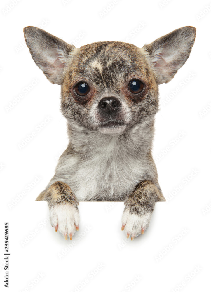 Canvas Prints chihuahua puppy above banner, isolated