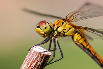 dragonfly on leaf