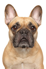Close-up of a young French Bulldog