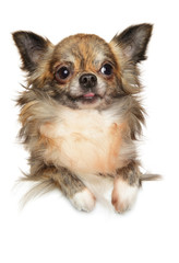 Cute longhaired chihuahua dog posing above banner,