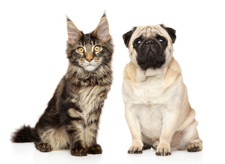 Cat and Dog together on white background