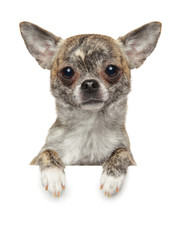 Obraz premium Chihuahua puppy above banner, isolated