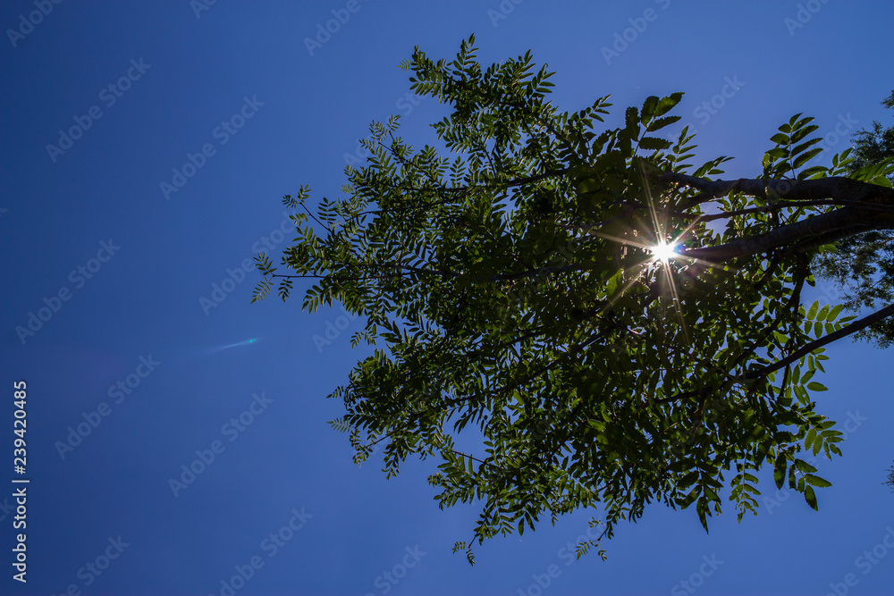 Wall mural sunlight passing through tree branches