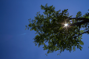 Sunlight passing through tree branches