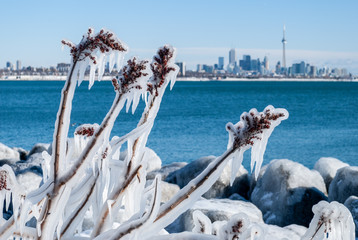 Closeup of frozen branches covered with icicles and Toronto skyline on a background on a cold winter day, Ontario, Canada