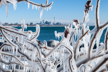 Tree branches covered with ice and Toronto skyline on a background on a cold winter day.