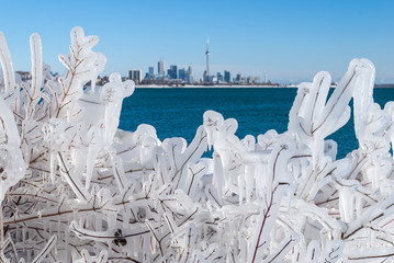 Beautiful ice formation on a branches with Toronto skyline on a cold winter day, Ontario, Canada