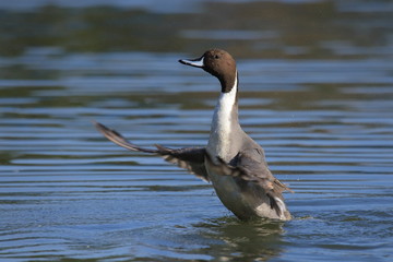 羽ばたくオナガガモ（オス）　Northern Pintail