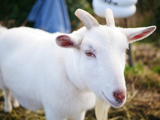 Obraz premium ヤギ