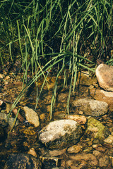 Raw ore on water near green grass close-up. Multicolor wet rough stones in sunlight. Textured vivid geological background with pile of rude stones. Natural texture with copy space. Amazing mineral.