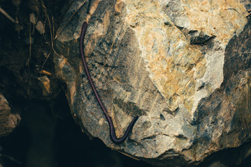 Huge crimson worm on stone in cave close-up. Long earthworm on rock in macro. Atmospheric underground background with copy space. Big brown worm crawling on rocky surface in dungeon. Deep in cave.
