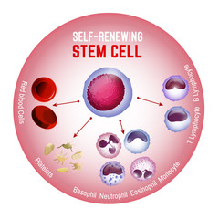 Self-renewing stem cell © Double Brain