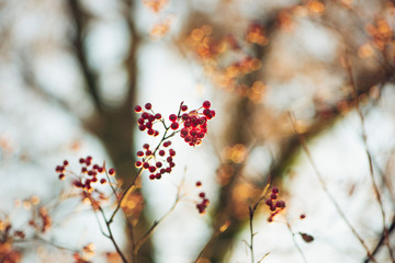 branch of a tree with red berries