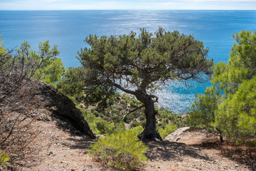 Obraz premium beautiful pine on the Black Sea