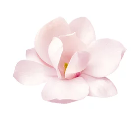 Fotobehang tedere roze magnolia bloem geïsoleerd © Tetiana