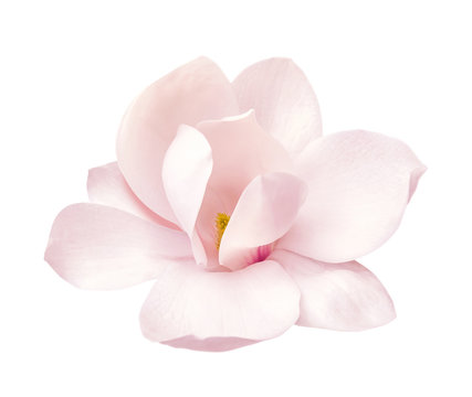 tender pink magnolia flower isolated