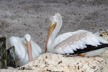 White pelican