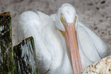 White pelican