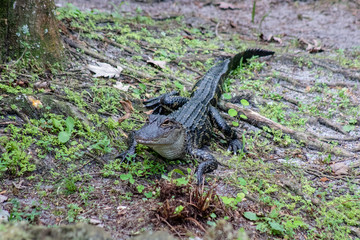 Baby American alligator