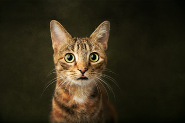 Female Abyssinian Cat Kitten on an Olive Green Background with Big Eyes