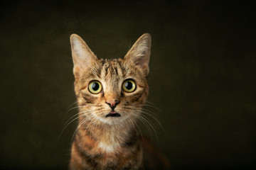 Female Abyssinian Cat Kitten on an Olive Green Background with Big Eyes