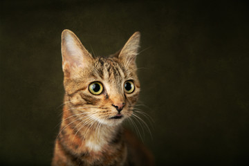 Female Abyssinian Cat Kitten on an Olive Green Background with Big Eyes