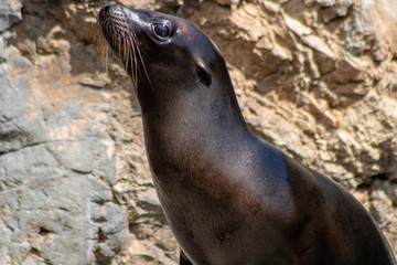 Fototapeta premium Sea lions