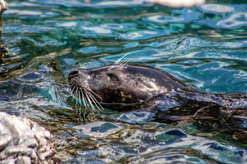 Harbor seal