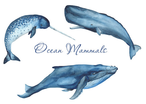 Ocean mammals watercolor. Illustration of jellyfish, whale, narwhal, sperm whale on a white background. For cards, invitations, weddings, logos, quotes, marine design.