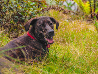 Brown brindle dog with red collar in forest
