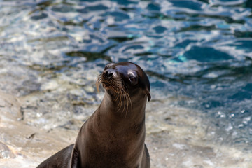 Fototapeta premium Sea lion