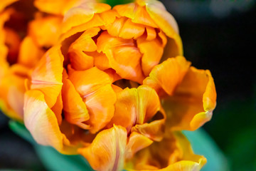 Tulip yellow orange background.