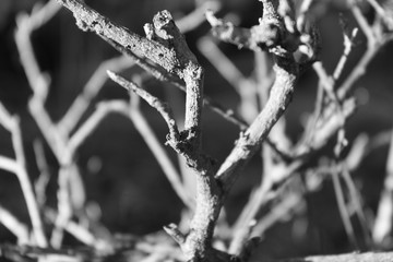  NATURE DEAD DRY GALVES !!!